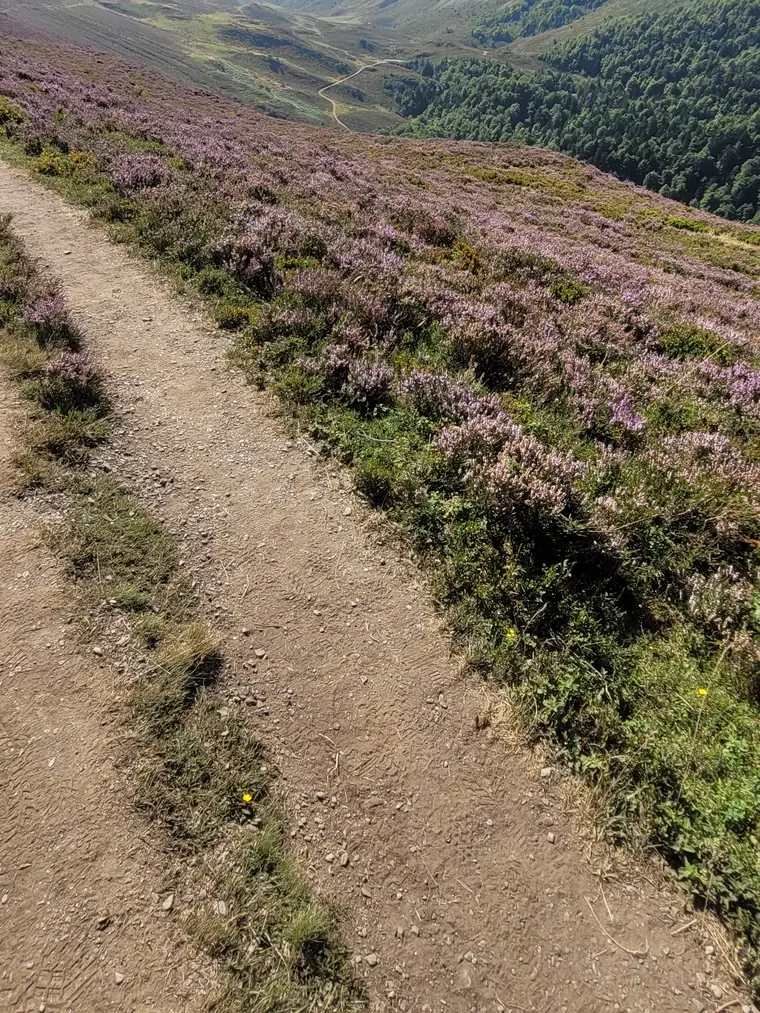 Un sentier traverse un versant couvert de bruyère en fleurs vers les montagnes