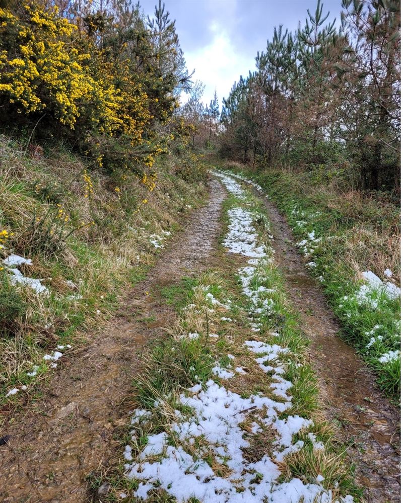 A dirt path between the trees