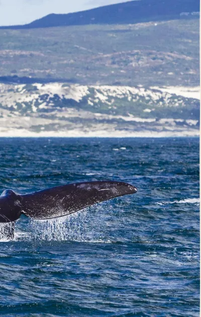 A whale’s tail rising from the ocean off Hermanus