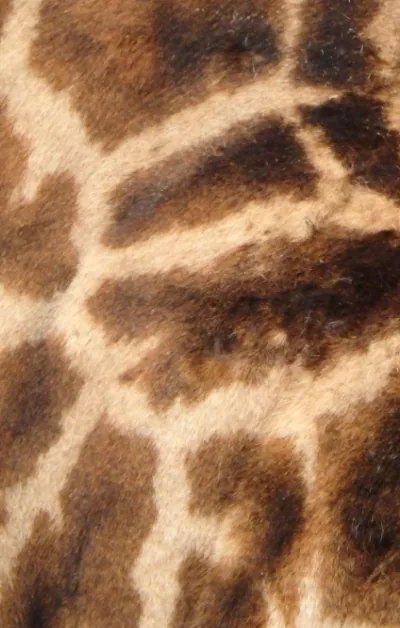 Pelage d’une girafe en gros plan