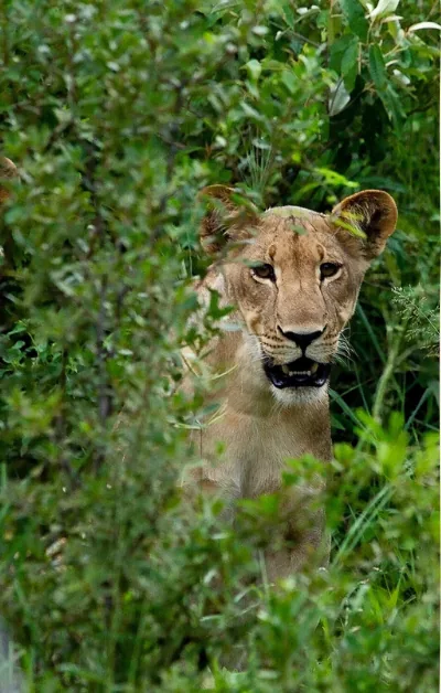 Deux lionnes dans les hautes herbes du Kruger