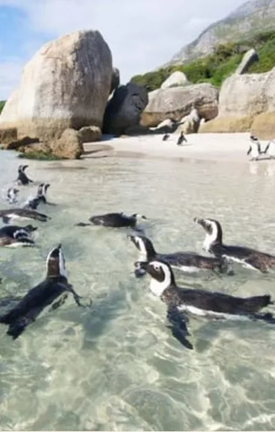 Manchots dans l’eau turquoise de Boulders Beach