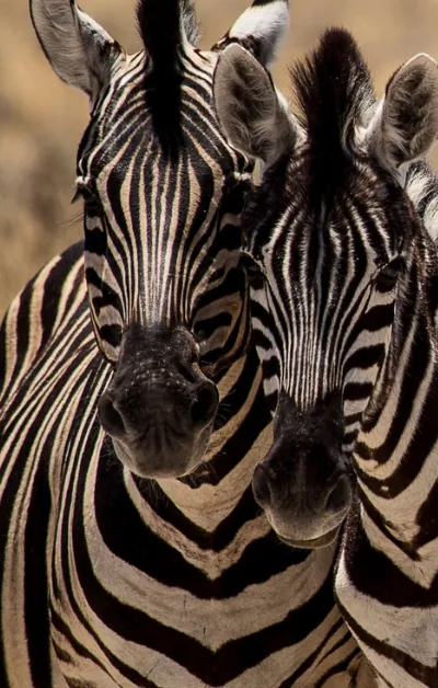 Two zebras side by side
